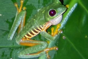 Manuel Antonio: Tour noturno na selva e Jardim das Borboletas