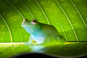 Manuel Antonio: Tour noturno na selva e Jardim das Borboletas