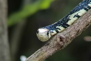 Manuel Antonio: Tour noturno na selva e Jardim das Borboletas