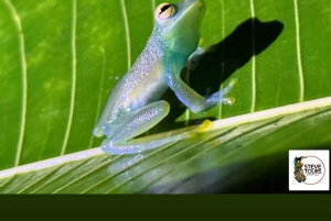 Manuel Antonio: Tour noturno na selva e Jardim das Borboletas