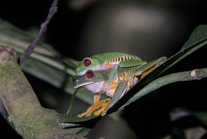 Manuel Antonio: Tour noturno na selva e Jardim das Borboletas