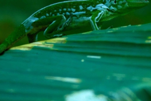 Manuel Antonio: Tour noturno na selva e Jardim das Borboletas