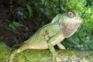 Manuel Antonio: Tour noturno na selva e Jardim das Borboletas