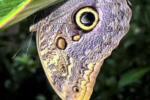 Manuel Antonio: Tour noturno na selva e Jardim das Borboletas