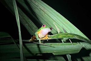 Manuel Antonio: Tour noturno na selva e Jardim das Borboletas