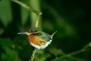Manuel Antonio: Tour noturno na selva e Jardim das Borboletas