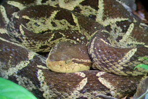 Manuel Antonio: Tour noturno na selva e Jardim das Borboletas