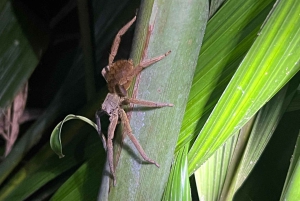 Manuel Antonio: Tour noturno na selva e Jardim das Borboletas