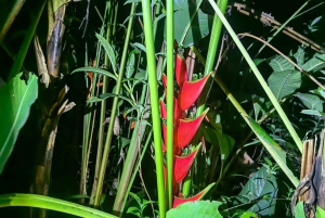 Manuel Antonio: Tour noturno na selva e Jardim das Borboletas