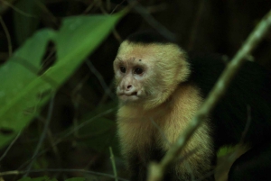 Manuel Antonio: Tour noturno na selva e Jardim das Borboletas