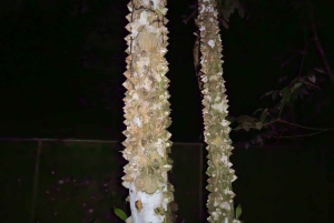 Manuel Antonio: Tour noturno na selva e Jardim das Borboletas