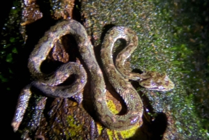 Manuel Antonio: Tour noturno na selva e Jardim das Borboletas