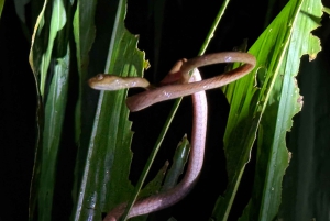 Manuel Antonio: Tour noturno na selva e Jardim das Borboletas