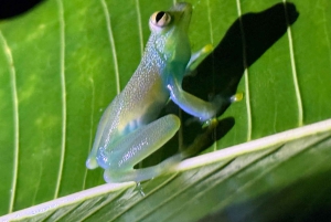 Manuel Antonio: Tour noturno na selva e Jardim das Borboletas