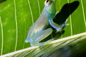 Manuel Antonio: Tour noturno na selva e Jardim das Borboletas