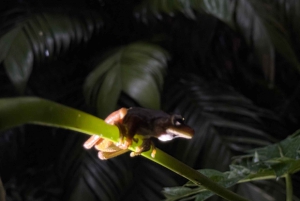 Manuel Antonio: Tour noturno na selva e Jardim das Borboletas