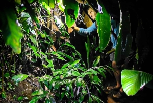 Manuel Antonio: Jungle Night Tour in a Private Forest