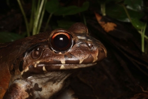 Manuel Antonio: Jungle Night Tour in a Private Forest
