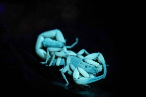 Manuel Antonio: Jungle Night Tour in a Private Forest