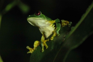 Manuel Antonio: Jungle Night Tour in a Private Forest