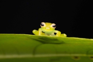 Manuel Antonio: Jungle Night Tour in a Private Forest