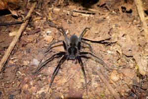 Manuel Antonio: Jungle Night Tour in a Private Forest