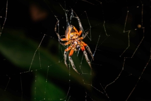Manuel Antonio: Jungle Night Tour in a Private Forest
