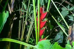 Manuel Antonio: Jungle Night Tour and Buttlerfly Garden