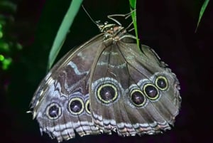 Manuel Antonio: Jungle Night Tour and Buttlerfly Garden