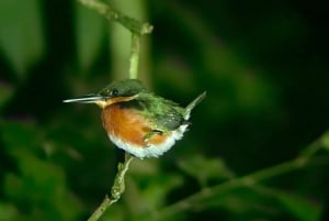Manuel Antonio: Jungle Night Tour and Buttlerfly Garden