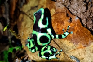 Manuel Antonio: Jungle Night Tour and Buttlerfly Garden