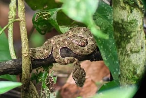 Manuel Antonio: Jungle Night Tour and Buttlerfly Garden