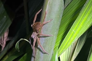 Manuel Antonio: Jungle Night Tour and Buttlerfly Garden