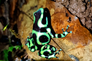 Manuel Antonio: Jungle Night Tour and Buttlerfly Garden