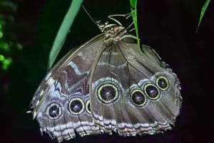 Manuel Antonio: Jungle Night Tour and Buttlerfly Garden