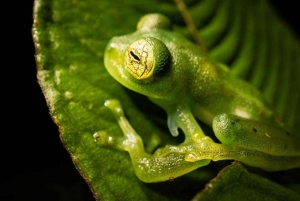 Manuel Antonio: Jungle Night Tour
