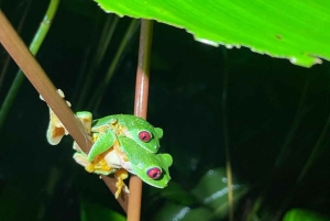 Manuel Antonio: Jungle Night Tour