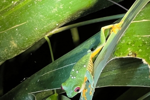 Manuel Antonio: Jungle Night Tour