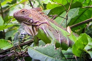 Manuel Antonio: Kayak Tour in the Mangroves to see animals