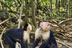 Manuel Antonio: Kayak Tour in the Mangroves to see animals