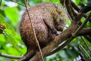 Manuel Antonio: Kayak Tour in the Mangroves to see animals