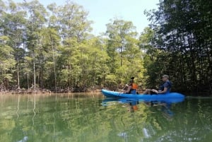 Manuel Antonio: Kayak Tour in the Mangroves to see animals