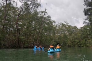 Manuel Antonio: Kayak Tour in the Mangroves to see animals