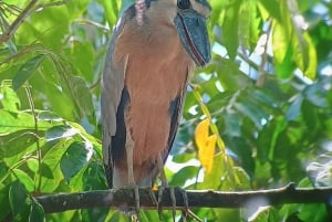 Manuel Antonio: Kayak Tour in the Mangroves to see animals