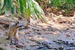 Manuel Antonio: Kayak Tour in the Mangroves to see animals