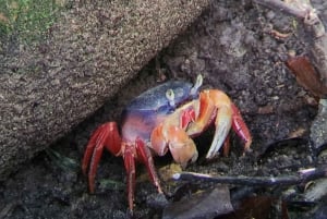 Manuel Antonio: Kayak Tour in the Mangroves to see animals