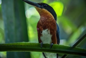 Manuel Antonio: Kayak Tour in the Mangroves to see animals