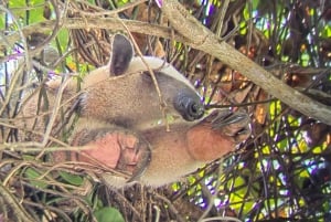 Manuel Antonio: Kayak Tour in the Mangroves to see animals