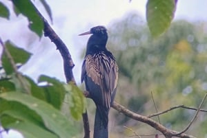 Manuel Antonio: Kayak Tour in the Mangroves to see animals