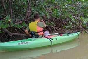 Manuel Antonio: Kayak Tour in the Mangroves to see animals